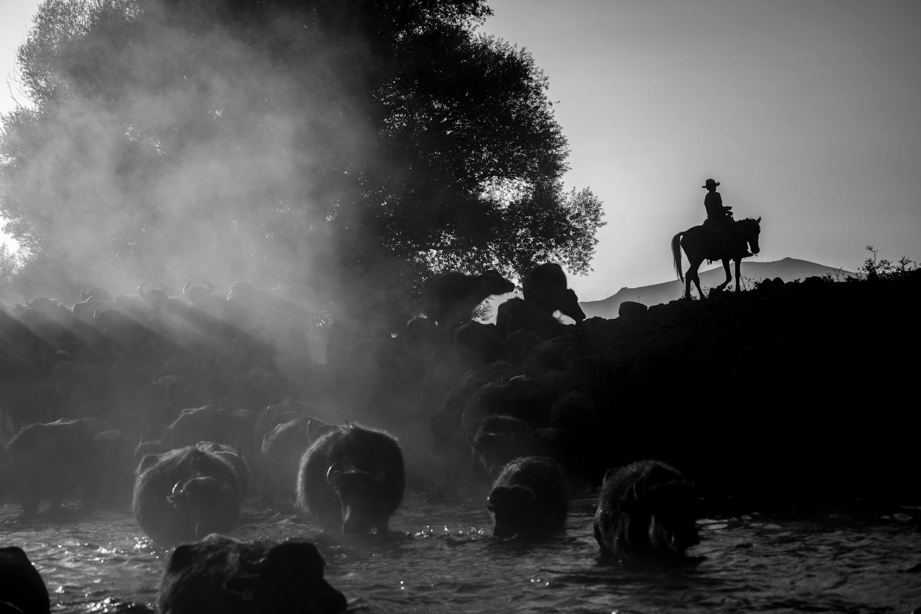 black and white photograph of cows in a river and silhouette of a man on a horse