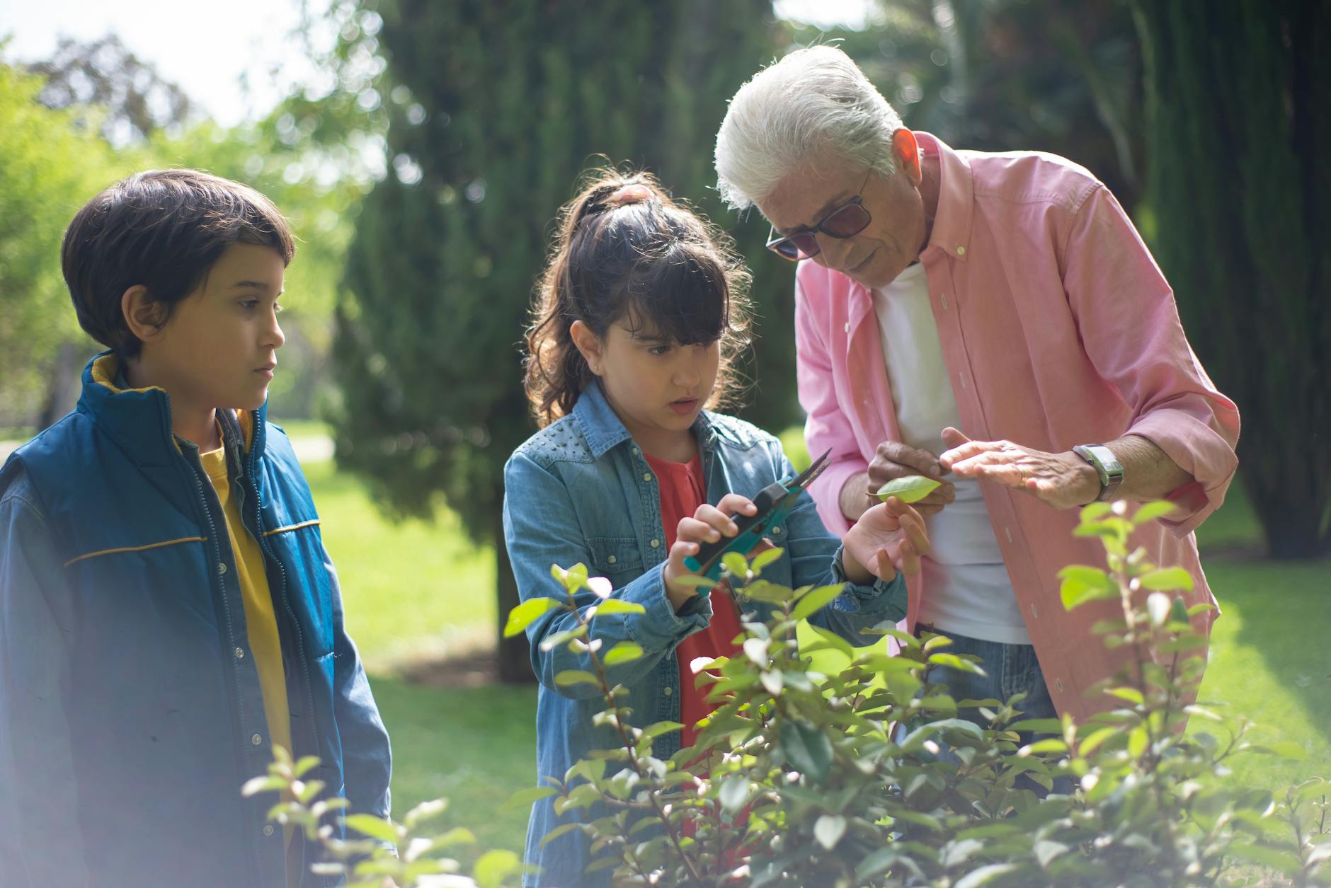 grandfather teaching the kids how to cut the plant leaves